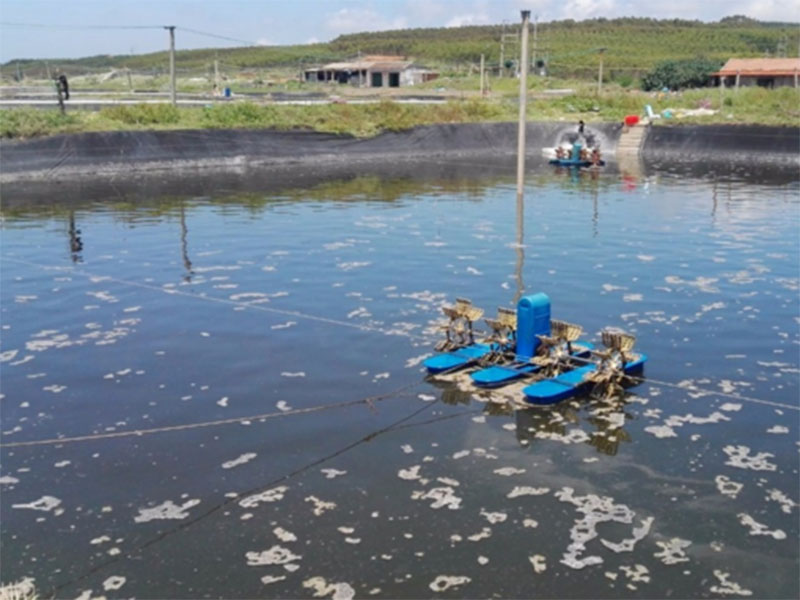 水中亞硝酸鹽含量過高對養殖有什么影響？
