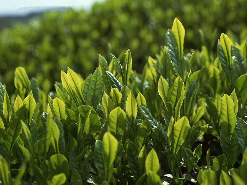 茶葉農藥殘留的快速檢測辦法
