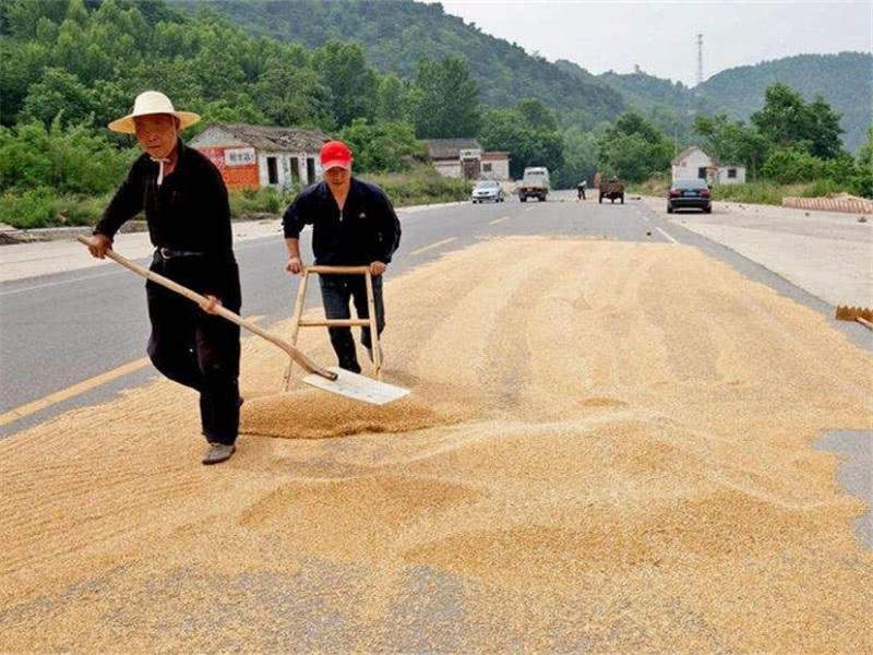 小麥?zhǔn)裁磿r(shí)間儲存*合適？糧食水分測量儀來解答